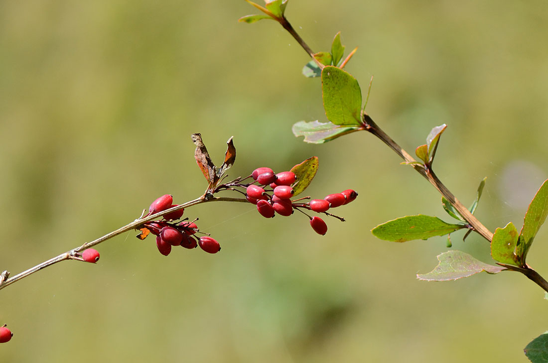 Berberis vulgaris, frutti e fiori